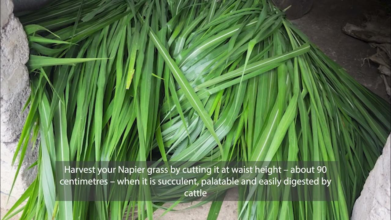 Zambia Dairy Tips for Growing Napier Grass YouTube