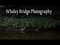 Photographing Whaley Bridge | Festival Vibes, Canal Walk & A Beer at The Goyt Inn
