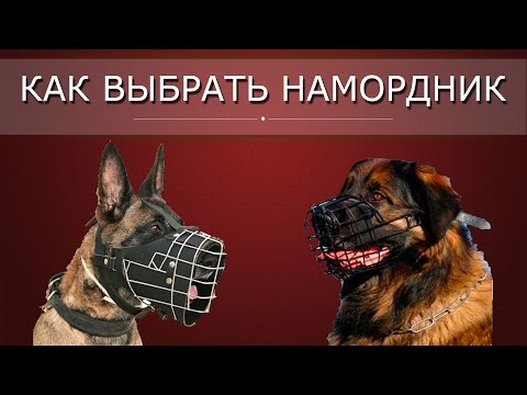 Как выбрать намордник для собаки