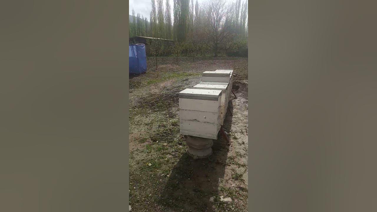 аарылар - YouTube