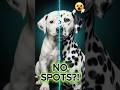 The Bizarre Reason Dalmatians Have No Spots