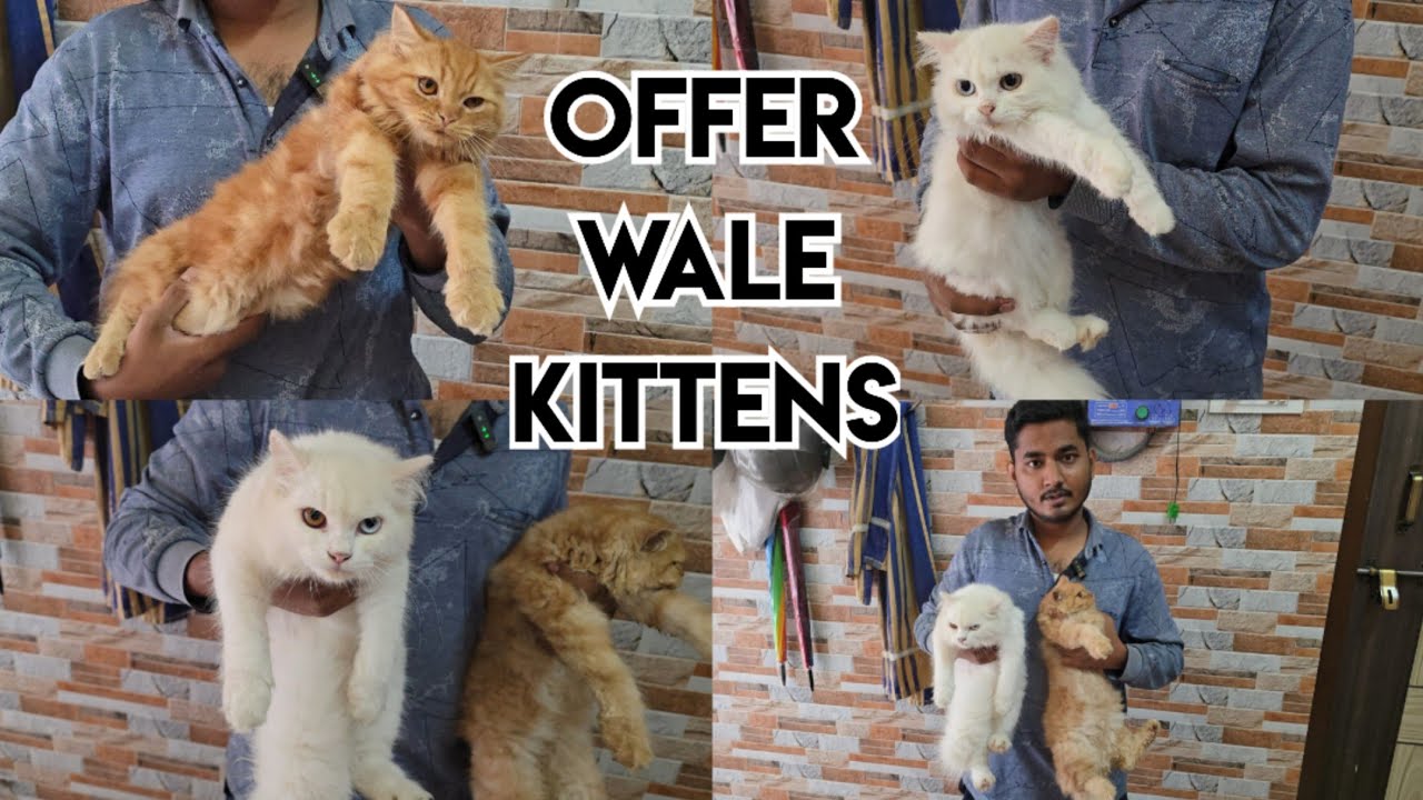 Odd eye's Persian kittens available in Hyderabad Sultan Shahi | ginger colour Persian kittens in Hyd