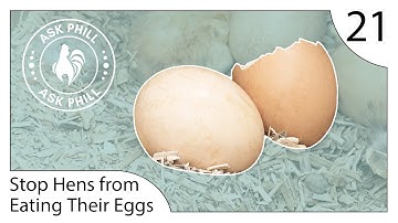 How to stop Hens from eating their own eggs - Ask Phill 21
