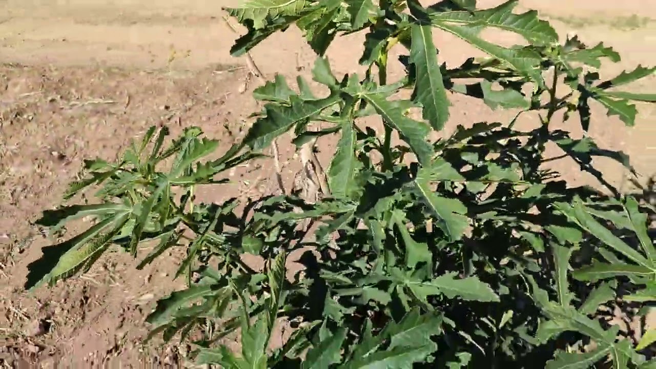 İlk yılında incirimiz tutmuş!