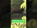 Check Out The New Treetop Trail At The Minnesota Zoo KARE11 Shorts Check Out The New Treetop Trail At The Minnesota Zoo KARE11 Shorts