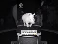 Animals sneak into yard for trampoline 🦏😲🦒                         🎥: TikTok / things_detector