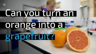 Can you turn an orange into a grapefruit #StartedinOxford