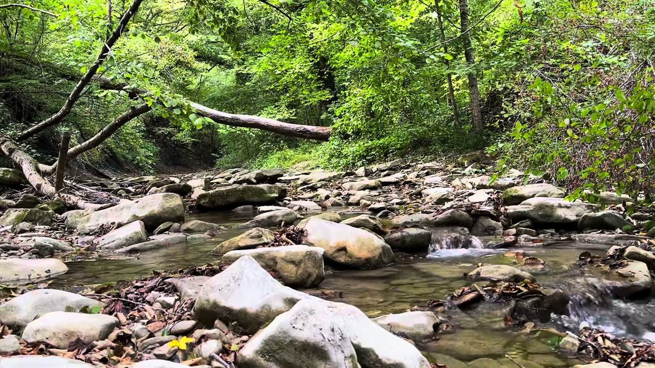 Лесной ручей. Тихое журчание ручья и пение птиц. 