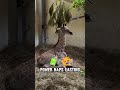 Why Giraffes Rarely Sleep (And Why You Should Be Glad You Aren’t One!) #animals #shorts