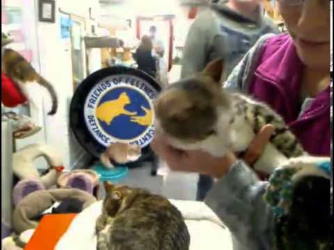 cage free vs organic eggs Miler and Boing Adoption 2-13-13