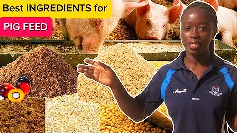Best INGREDIENTS to make PIG FEED with nutrients for FAST GROWTH