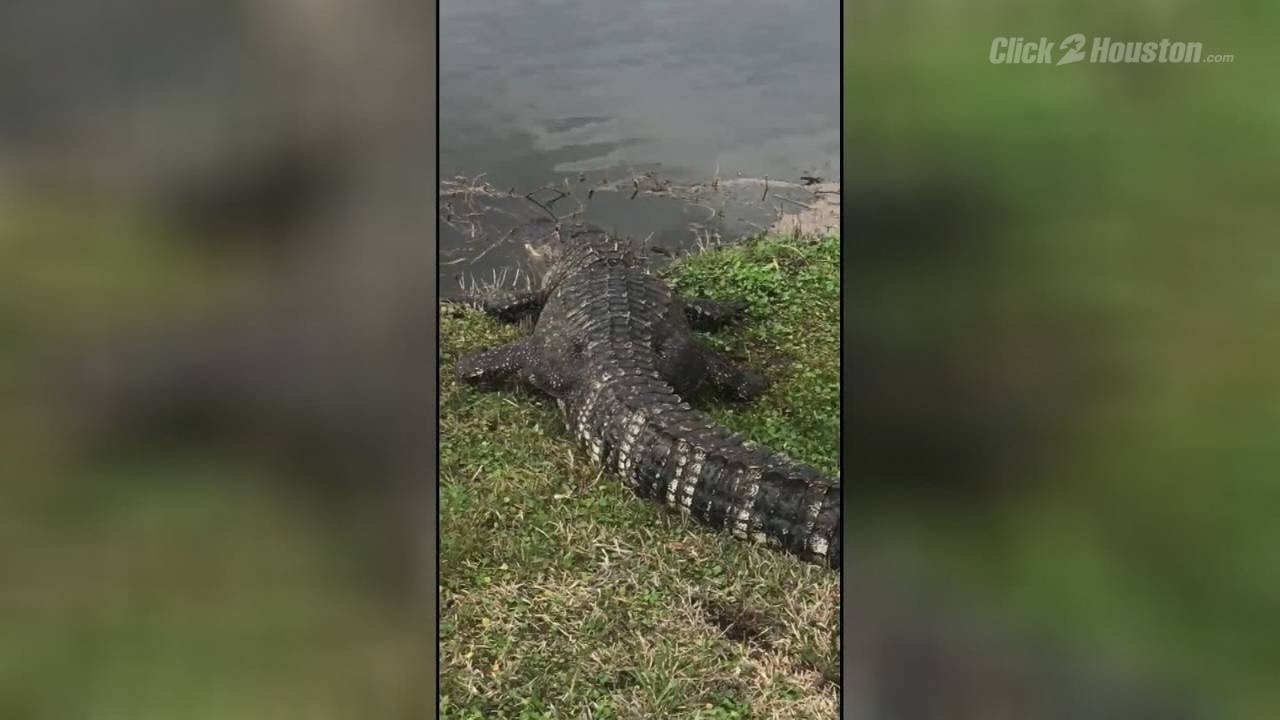 6-Foot Alligator Found In Missouri City Woman'S Backyard