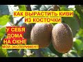 Можно ли вырастить Киви из косточки