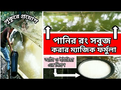 ভিডিও: আপনার স্থানীয় পুকুরে নীল-সবুজ শেত্তলাগুলি দেখুন