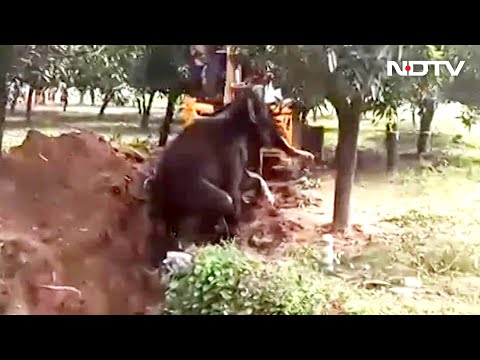 Watch: Elephant Fell Into Well In Andhra. How It Was Rescued