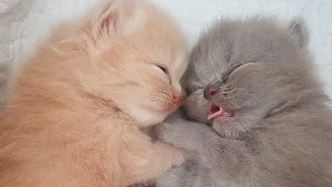 Video 10263371: cute persian cat playing, pets