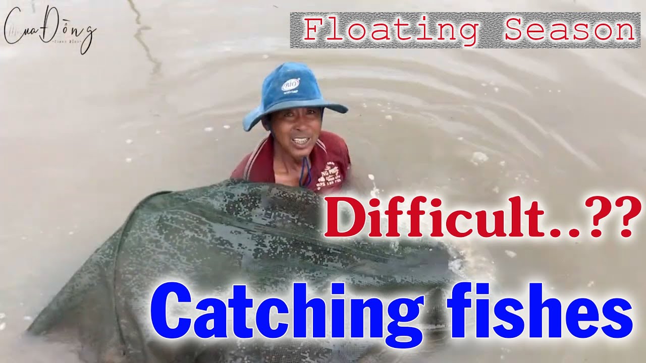Catching fish in floating season I Mekong Delta I Southern Viet Nam I ...