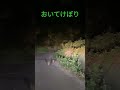 うり坊、おいてけぼり