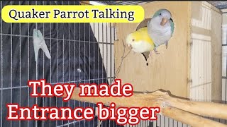 Quaker Parrot Talking  and asking | parrot nest box | Monk Parakeet Talking | Quaker Parrot sounds 🦜