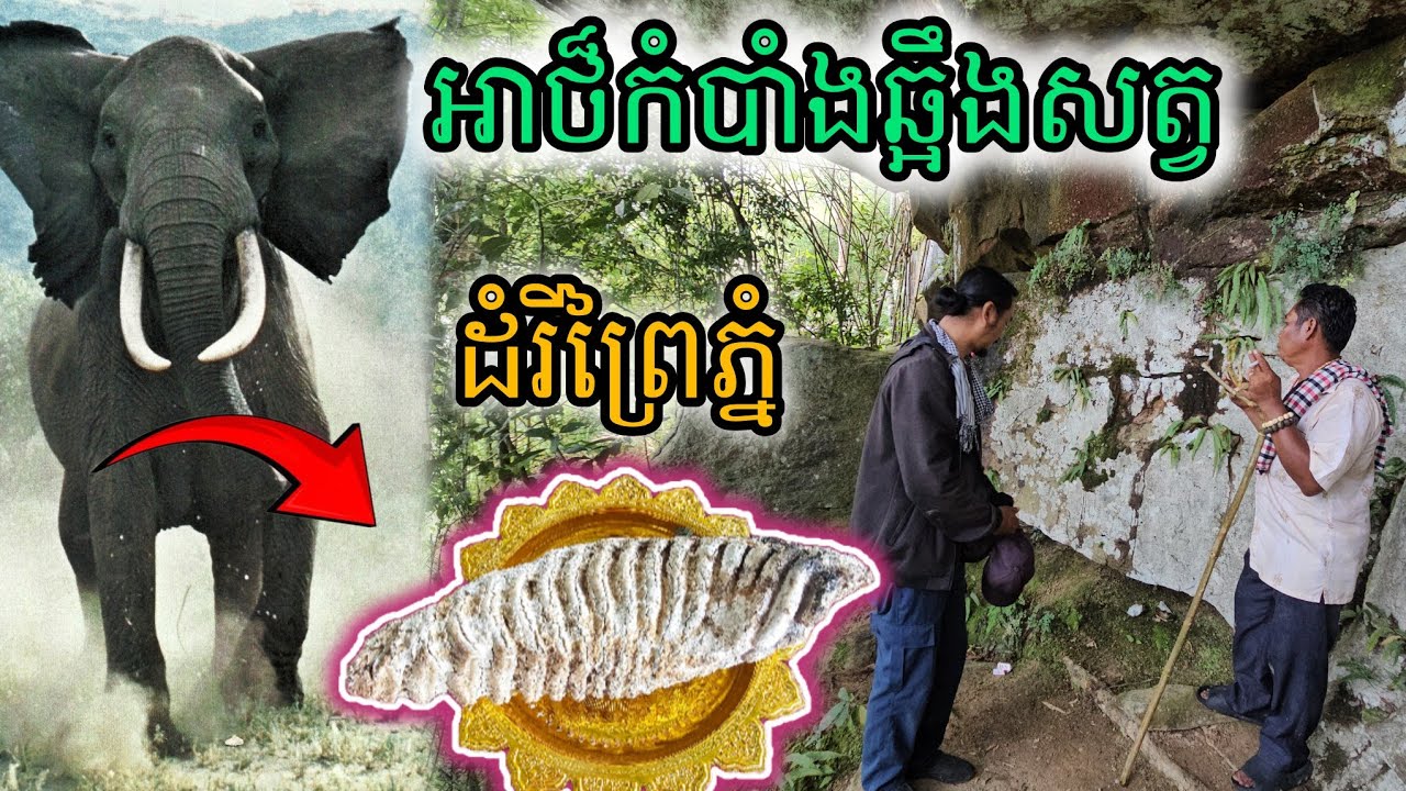 អាថ៍កំបាំងឆ្អឹងសត្វដំរីព្រៃភ្នំ - YouTube