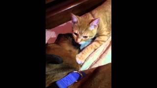 My Cat Has An Addiction