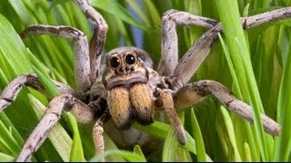 Should You Be Afraid of Spiders