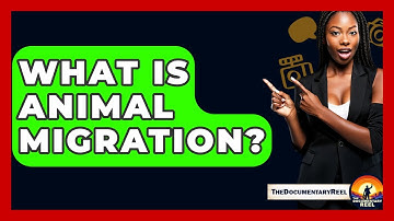 What Is Animal Migration? - The Documentary Reel