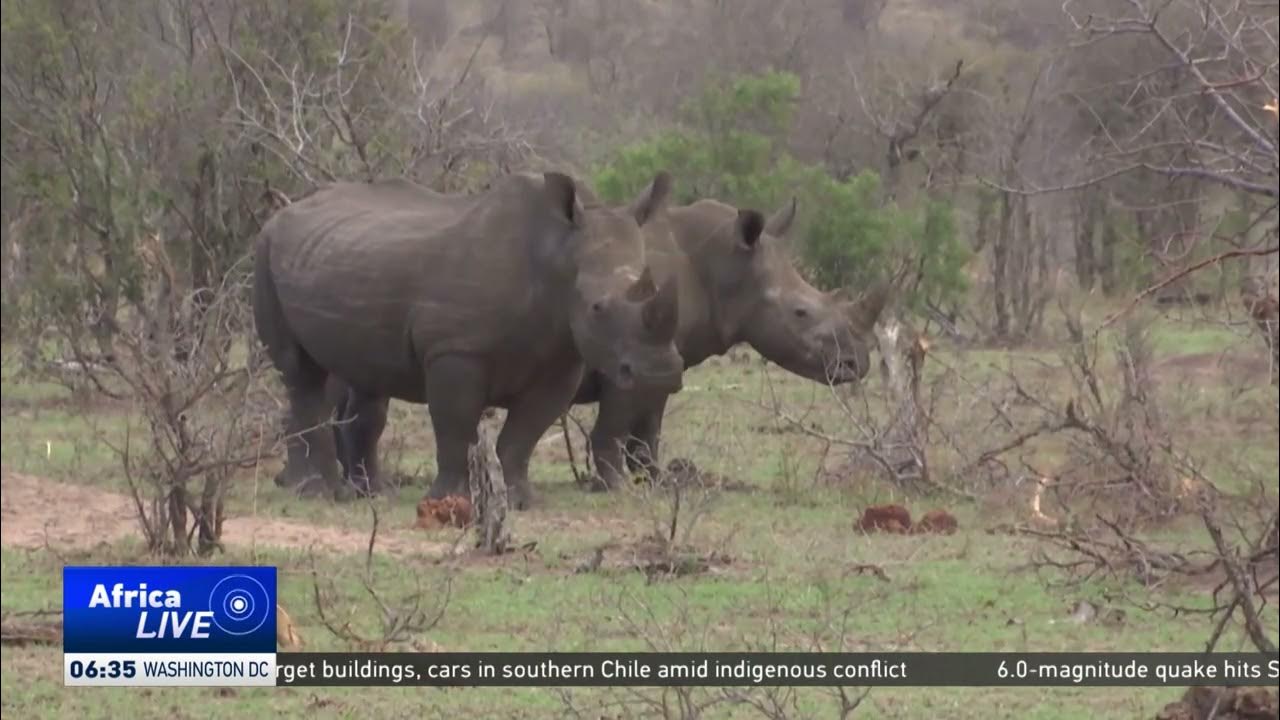 Poaching of rhinos has dropped in South Africa since January