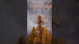 The autumn colors in the Dolomites.  Осенние краски вДоломотивых Альпах #travel #путешествия
