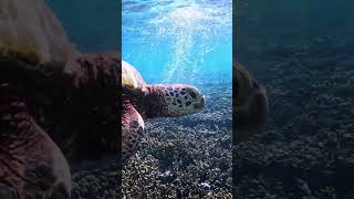 Serene Encounters Witnessing A Majestic Turtle In Crystal-Clear Waters