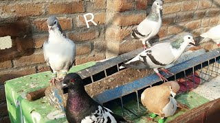 Amroha kabutar bajar bhot kubsurat aaya ha aksa AK veral video 📹 ##seo #