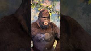 Can gorilla Angry |in the zoo #playing #shorts #china #gujjuinhongkong #tranding #animal #monkey