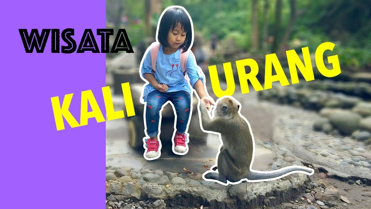 Wisata Alam Monyet Lucu Di Kaliurang Yogyakarta YouTube