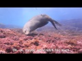 The Life of Australian Fur Seals, Arctocephalus pusillus doriferus, Montague Island, 2011