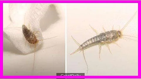 你家里也有这种讨厌的害虫“衣鱼”吗？透过这７个简单的方法，一起来消灭它们吧！ - 天天要闻