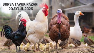 Bursa Tavuk Pazarında Zam Yok!!!12.EYLÜL.2026