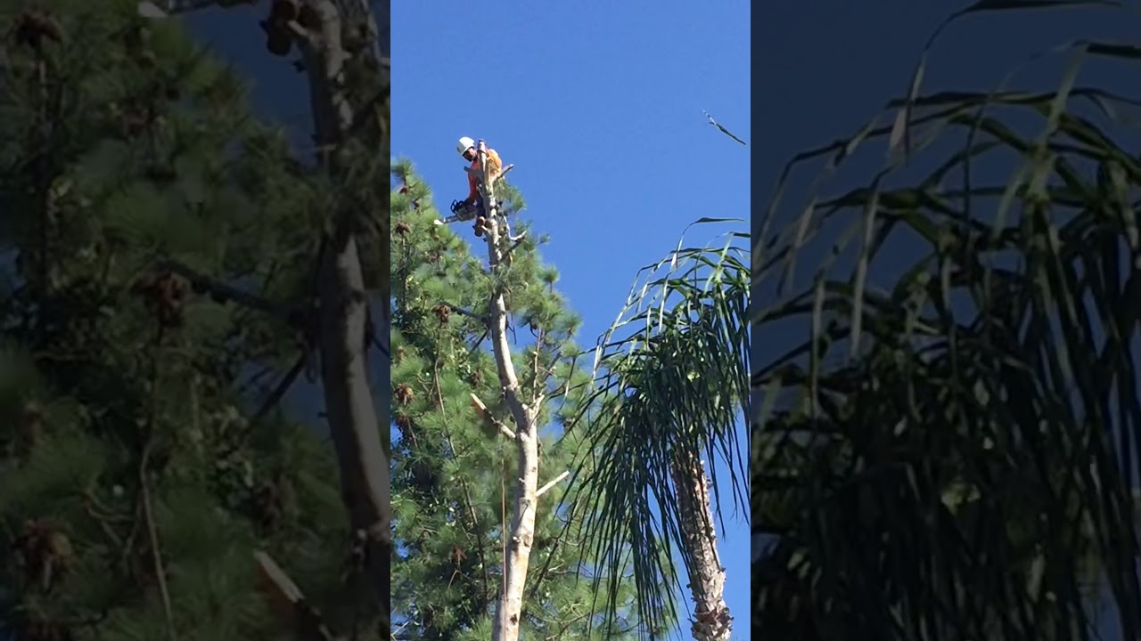 Pine tree cut down by Cesar’s Landcaping YouTube