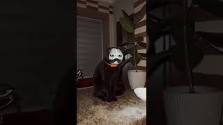 IMG 1709