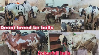 Deoni breed ke bulls hai full active hai available in Hyderabad
