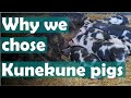 Kunekunes on the homestead | Are Kune kune pigs right for you?