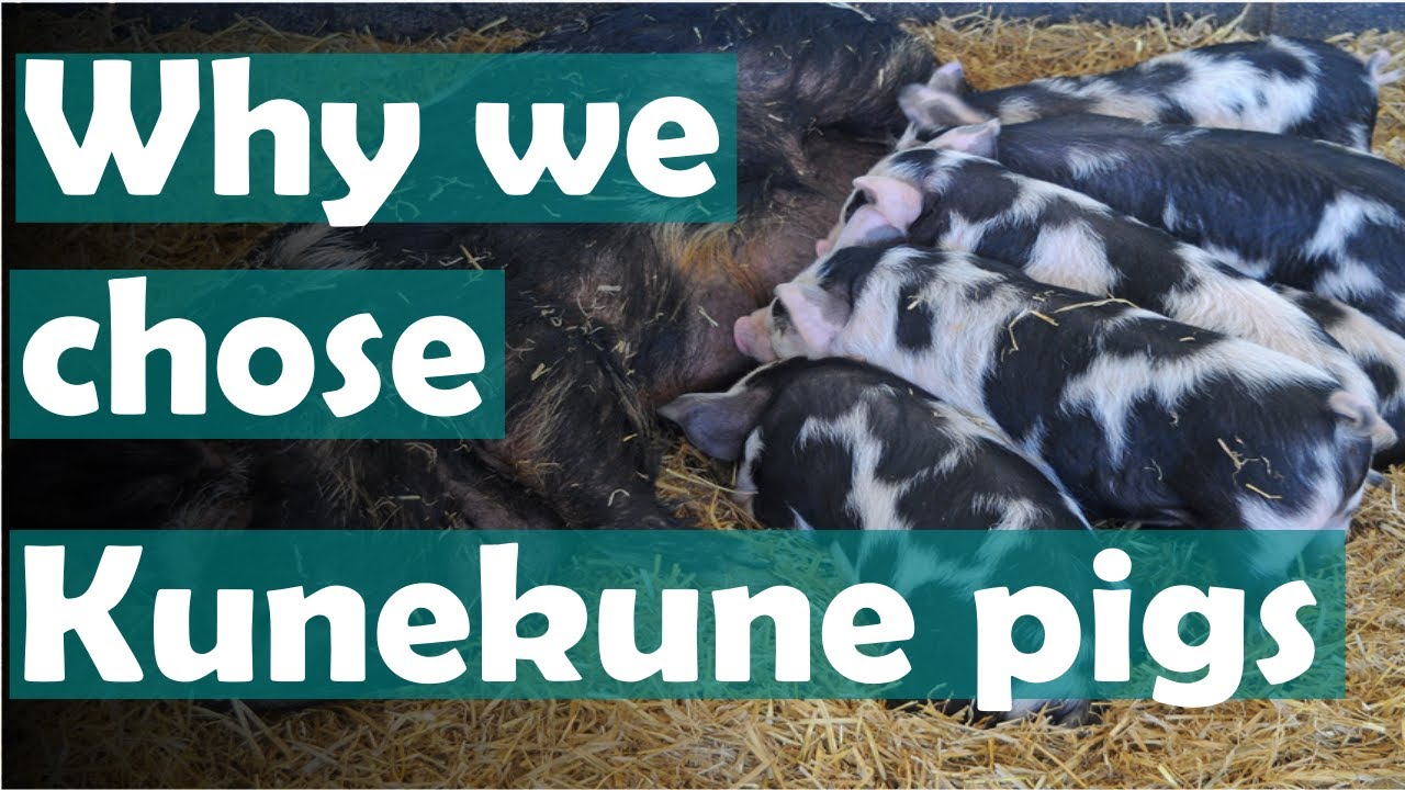 Kunekunes on the homestead | Are Kune kune pigs right for you?