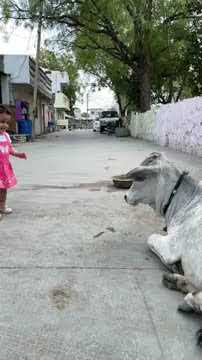 A little girl touching cow's forehead | Heart touching video | Indian kids with cow