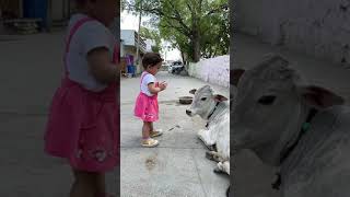 A little girl touching cow's forehead | Heart touching video | Indian kids with cow screenshot 1