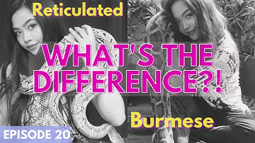 Burmese vs. Reticulated Pythons - What