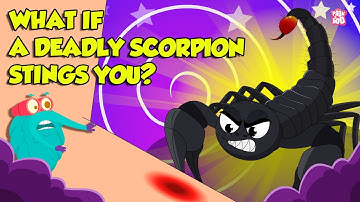 How Does Scorpion Sting? | Scorpion Venom Effects | Most Deadliest Scorpions | Dr. Binocs Show