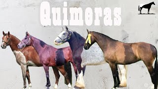 Caballos Con Doble Pelaje 'Quimeras' Del Cerro Soy