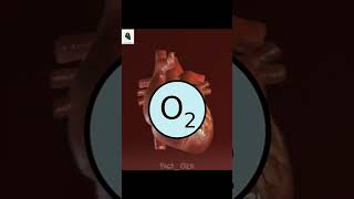 Human Heart ke 3 Hosh Udane Wale Facts! 😱 #shorts #factgirl #trending #viral