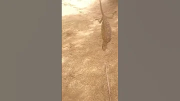 شاهد سحليه 