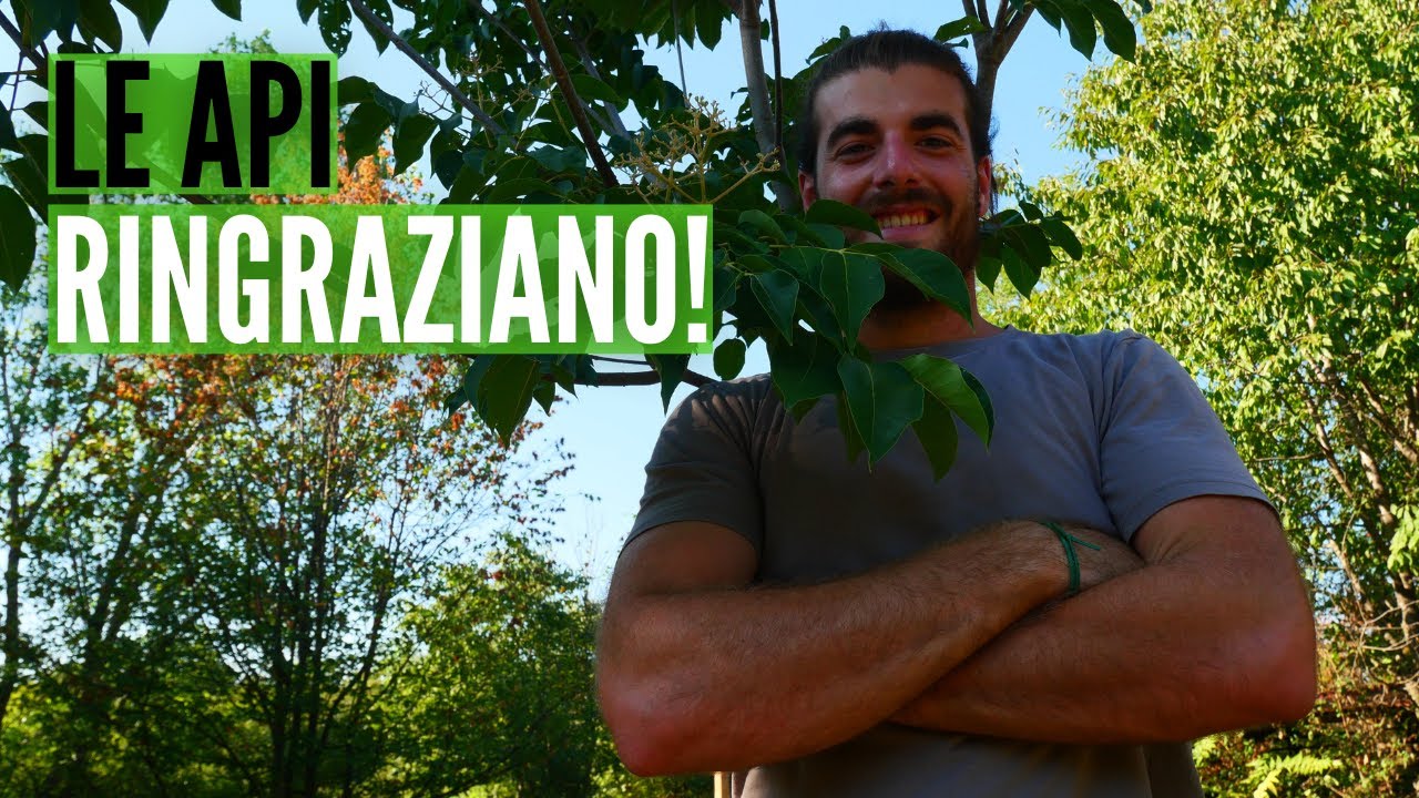 EVODIA, l'albero del MIELE