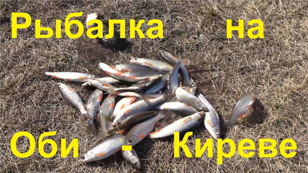 Купил дом на берегу. Киреевск Обь Рыбалка бурундук - YouTube